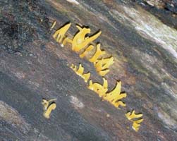 A close view shows the tuning forks shape on a few stalks.